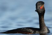 Podiceps nigricollis 1630 (**)