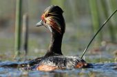 Podiceps nigricollis 1677 (**)