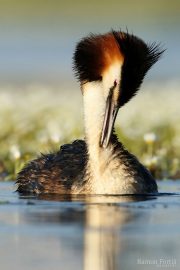 Podiceps cristatus 0021 (***)