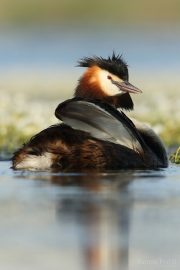 Podiceps cristatus 0213 (***)