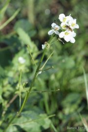Diplotaxis erucoides-0850 (*)