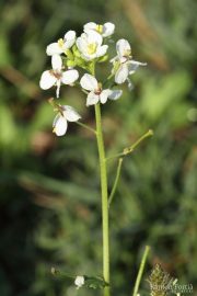 Diplotaxis erucoides 0852 (*)