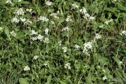 Diplotaxis erucoides 0917 (*)