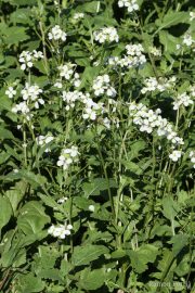 Diplotaxis erucoides 0919 (*)