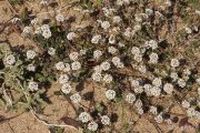 Alyssum maritimum 1722 (*)