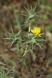 Carthamus lanatus 1299 (*)