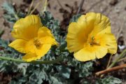 Glaucium flavum 0222 (*)