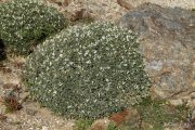 Astragalus tragacantha 0408 (*)