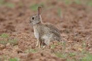 Oryctolagus cuniculus 6248 (**)