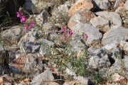 Antirrhinum majus 0965 (*)