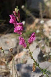 Antirrhinum majus 0966 (*)