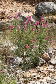 Antirrhinum majus 1005 (*)