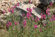 Antirrhinum majus 1006 (*)
