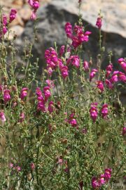 Antirrhinum majus 1008 (*)
