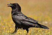 Corvus corax 0678 (**)