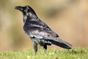 Corvus corax 6146 (**)