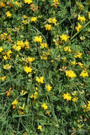 Lotus cornicolatus 9895 (*)