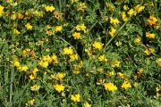 Lotus cornicolatus 9896 (*)