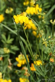 Lotus cornicolatus 9897 (*)