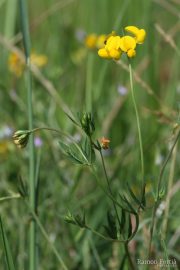 Lotus cornicolatus 9900 (*)