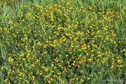 Lotus cornicolatus 0889 (*)