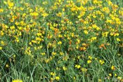 Lotus cornicolatus 0890 (*)