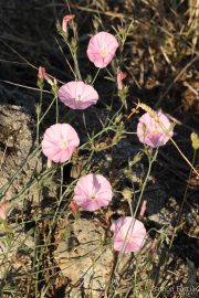 Convolvulus cantabrica 9976 (*)