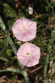 Convolvulus cantabrica 9978 (*)
