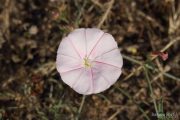 Convolvulus cantabrica 9979 (*)