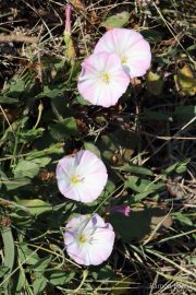 Convolvulus cantabrica 9997 (*)