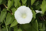 Calystegia sepium 9886 (*)