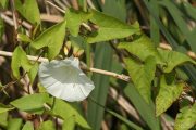 Calystegia sepium 9935 (*)