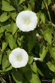 Calystegia sepium 9937 (*)