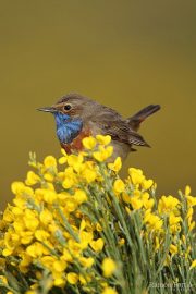 Luscinia svecica 1466 (***)