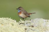 Luscinia svecica 3522 (***)
