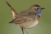 Luscinia svecica 3528 (***)