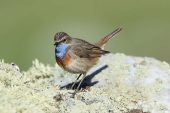 Luscinia svecica 3626 (***)