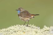 Luscinia svecica 3637 (***)