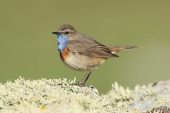 Luscinia svecica 3651 (***)