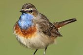 Luscinia svecica 3658 (***)