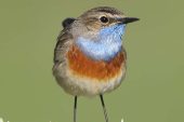 Luscinia svecica 3663 (***)