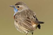 Luscinia svecica 3778 (***)