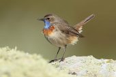 Luscinia svecica 3880 (***)