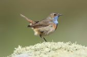 Luscinia svecica 3913 (***)