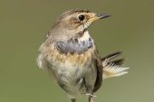 Luscinia svecica 3954 (***)