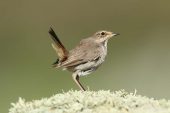Luscinia svecica 3966 (***)