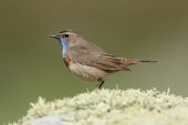 Luscinia svecica 3968 (***)