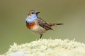 Luscinia svecica 3975 (***)