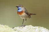 Luscinia svecica 3998 (***)
