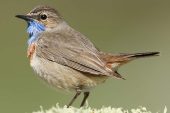 Luscinia svecica 4032 (***)